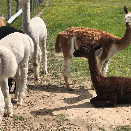 à Clermont-créans Avec Piscine Partagée La Flèche