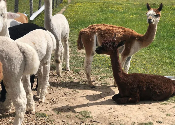 A Clermont-creans Avec Piscine Partagee La Flèche